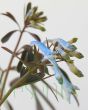 Corydalis