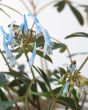 Corydalis