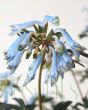 Corydalis