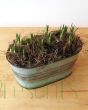 Crocus planter in tight bud