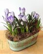 Crocus Planter