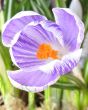 Crocus in full bloom