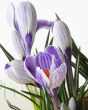 Crocus flower