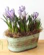 Crocus planter in flower