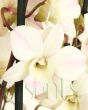 Giant Dendrobium Orchid