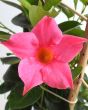 pink dipladenia flower