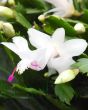 white Christmas cactus