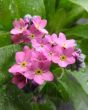 Pink Forget me not