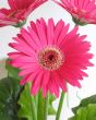 Dark Pink Gerbera Close Up