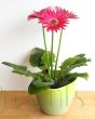 Dark Pink Gerbera