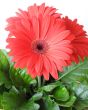 Close up of red gerbera