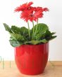 Red Gerbera