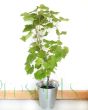 Summer grapevine