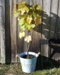 Grape Vine               
