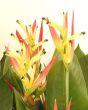 Parrot plant yellow and red blooms