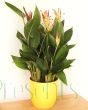 Parrot's Plant in yellow ceramic pot