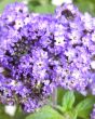 Peruvian Heliotrope flowers