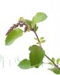 Holy Basil Flower Buds