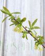 honeyberry flower and buds