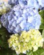 Hydrangea flowers