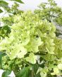 Woodland Hydrangea       