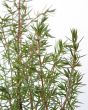 Close up of juniper foliage