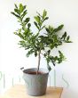 Large Makrut or Kaffir Lime Tree 