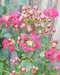 Crepe Myrtle