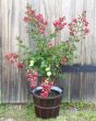Red Crepe Myrtle