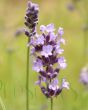 Lavender in Full Flower