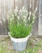 White Lavender