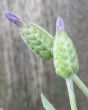 Butterfly Lavender       