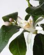 Large Lemon Flower in spring