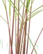 Lemon Grass Stems