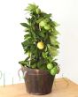Lemon Pursha Pyramid in Wooden Barrel