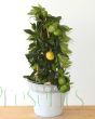 Lemon Pursha Pyramid in Daisy Pail
