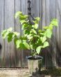 Mulberry bush in metal pail