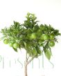 Blood orange tree in fruit
