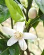 Spring Sweet Scented Orange Blossom 