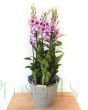 Giant Dendrobium Orchid