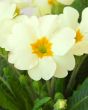 Heritage Primrose Close Up