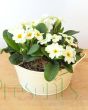 Cream primrose planter