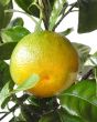 satsuma fruit