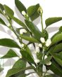 Closeup of Satsuma buds