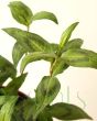 Coriander leaves closeup