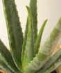 Close up of Aloe Vera Leaves