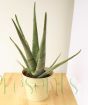 Aloe Vera plant in metal pail
