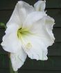 Close up of white amarylis flower