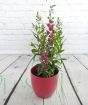 Angelonia plant in pink ceramic pot