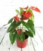 Large Anthurium in Red pail with gold bands